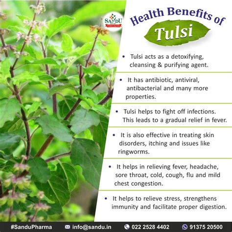 29 Tulsi Health Benefits .